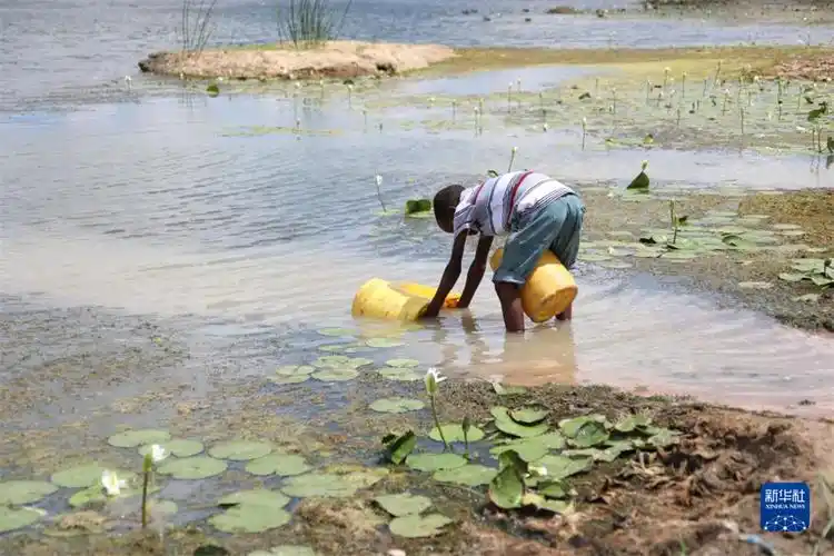 非洲之角遭遇严重旱灾 超1300万人面临严重粮食不安全【4】