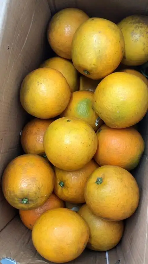 我喜欢吃橙子92[色]农村种的纯天然,无公害橙子[微笑]吃着口感好纯