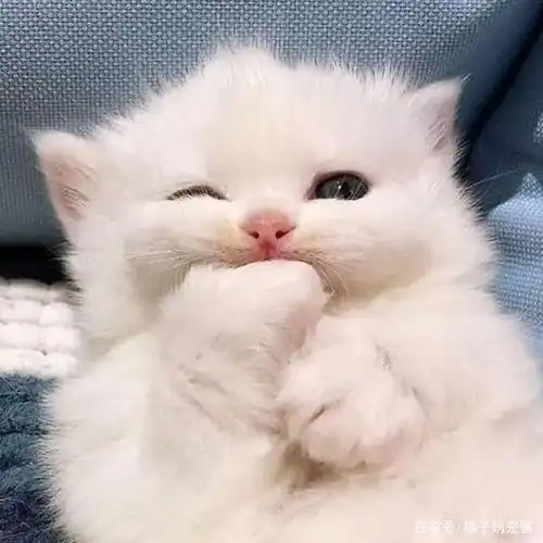 20只小奶猫来袭,你的理想型是哪只?