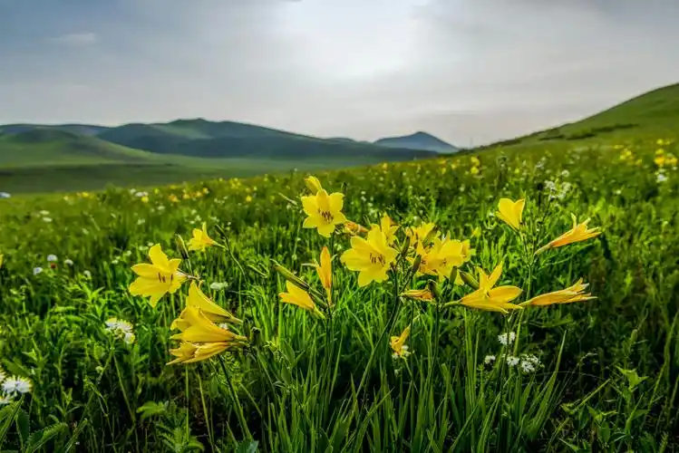 悠悠草原情,醉美花草香. 作者: 任峰