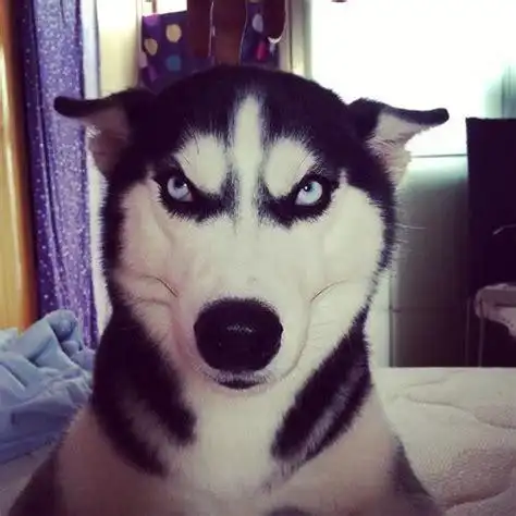 哈士奇图片搞笑表情包_抖音哈士奇狗头表情包2022已更新(今日/热点)-u