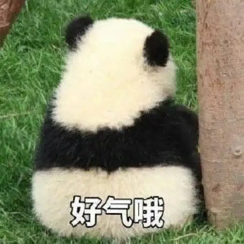 好气哦 - 熊猫滚滚的表情包_熊猫_滚滚表情