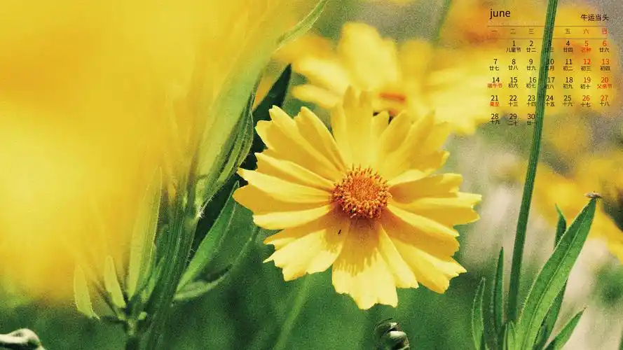 2021年6月小清新金鸡菊日历,月历壁纸-回车桌面