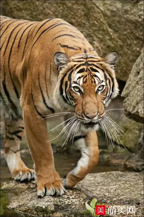 野生动物参考图片集