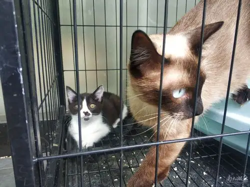 英短蓝白与暹罗混血找人领养