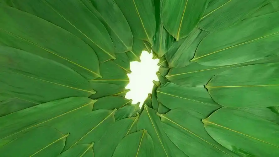 护眼 端午节绿色粽叶4k背景图片壁纸