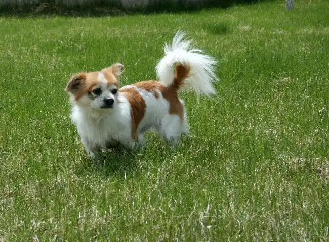 你说你寂寞需要有人陪,养条狗啊