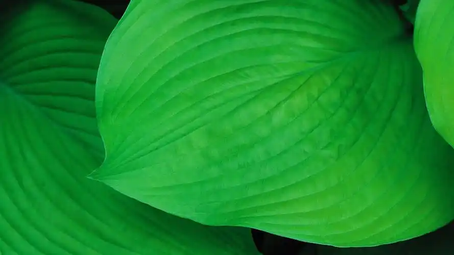 70m上传时间:2020-06-16壁纸标签:护眼壁纸封面图护眼壁纸【218】壁纸