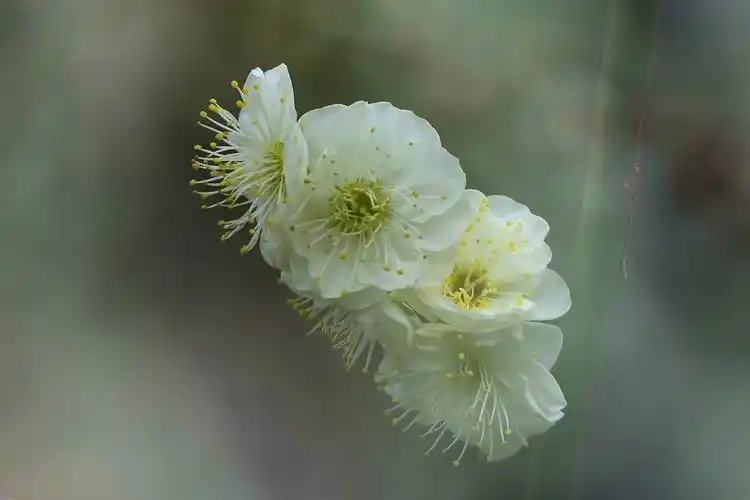 颜色独特绿萼梅
