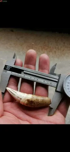 03超级漂亮辟邪至尊清代虎牙而且是上牙