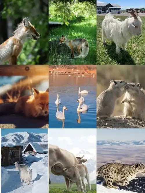 土著鱼类约占一半(53种),两栖90和爬行动物50余种,哺乳类90132~1