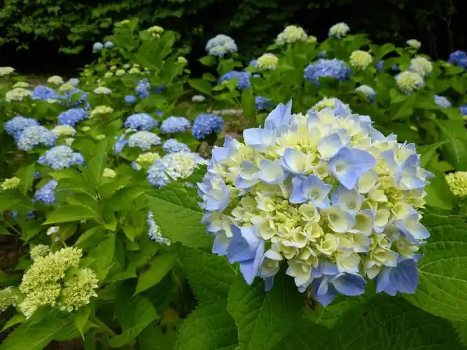 开放绣球花观赏图片,高清图片