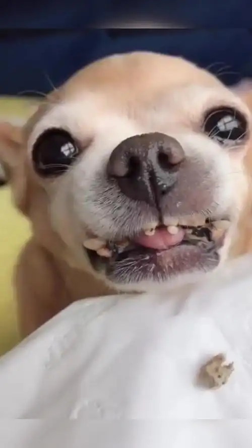 我要上热门#狗子掉牙了,趴主人身上不敢动,表情太委屈了!