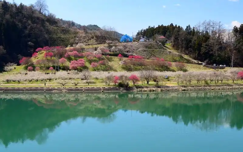 【4k超高清日本】第一视角 梅花盛开的蜡梅园 (2019拍摄,1080p高清版)