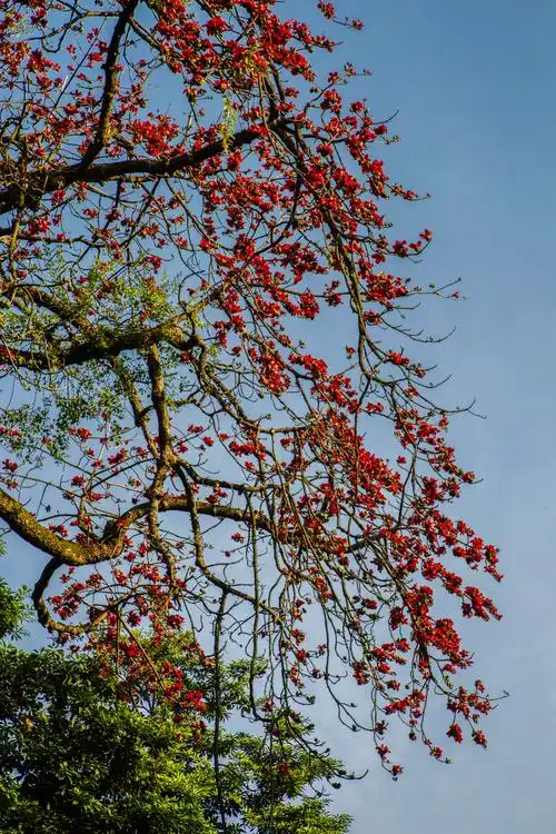 木棉树开英雄花