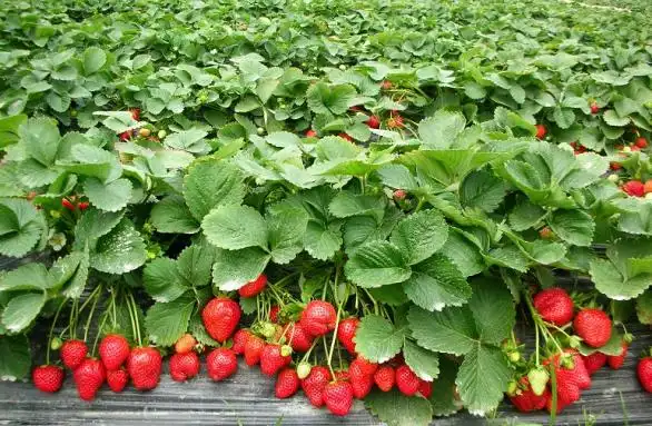 又到草莓采摘季北京6家草莓采摘园推荐