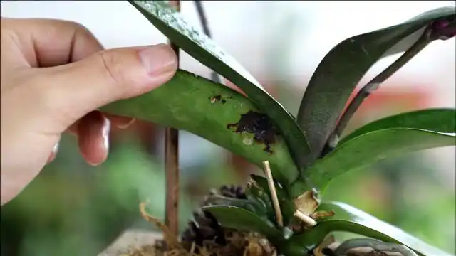蝴蝶兰叶片有"黑斑"?大意就完了,蔓延速度太快了