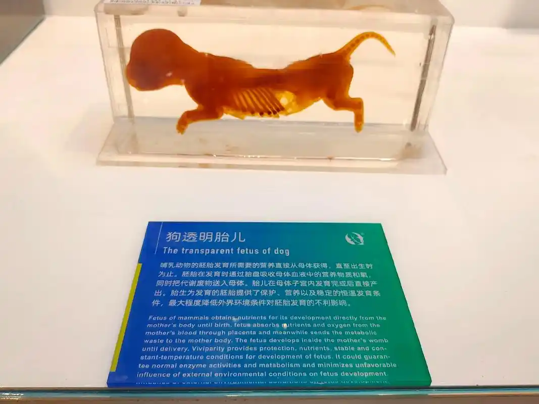 成都 #标本 #故事 #动物 #博物馆 - 抖音