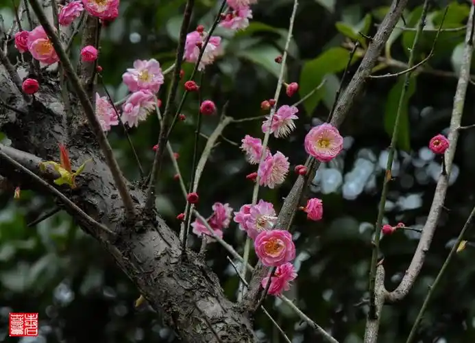 春草花园_蔷薇科★杏属◆梅-宫粉群●银红台阁〈未名春草原创〉