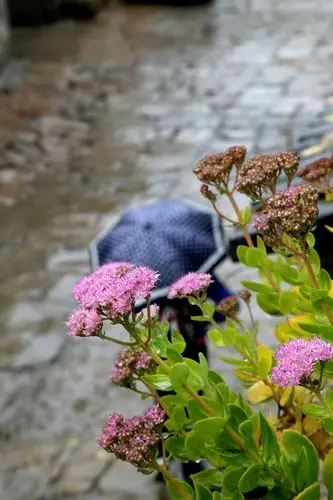 雨中漫步赏老城