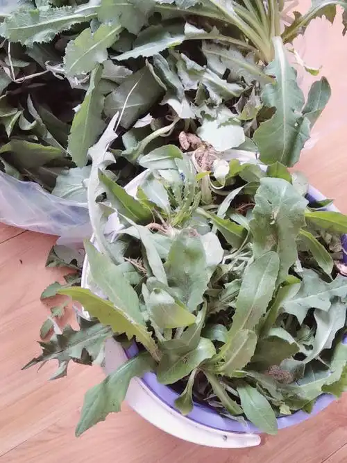 我特别爱吃野菜,觉得不仅好吃,而且营养价值高.