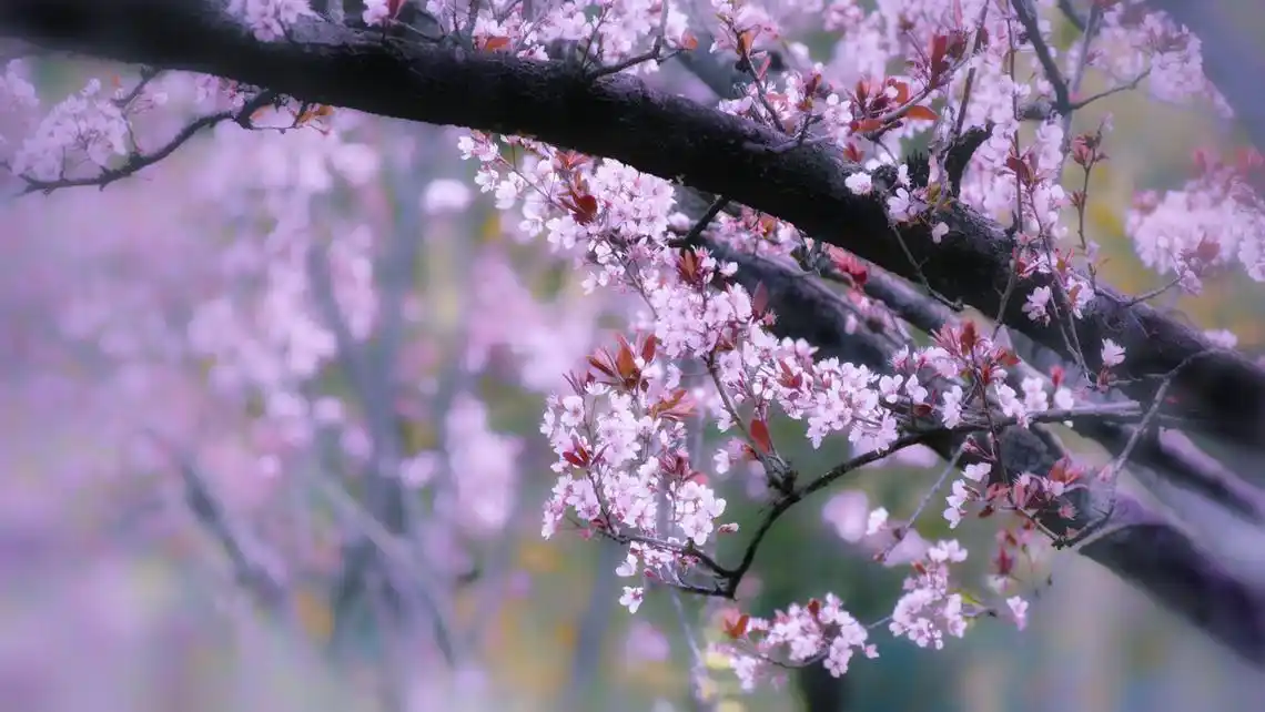 41713花卉壁纸#紫叶李李花横屏春花枝绽放枝叶树干花植物树花瓣清新共