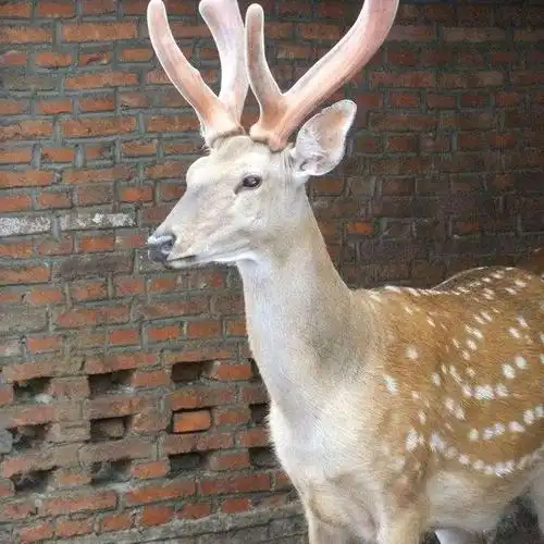 大量出售梅花鹿怀孕梅花鹿价格梅花鹿现在是家禽品种好