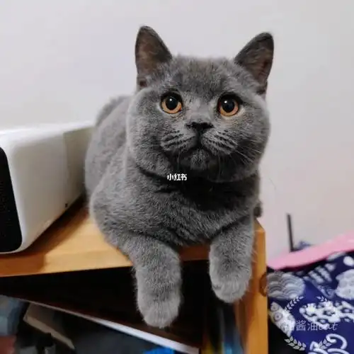 随手拍的蓝弟弟英短纯蓝