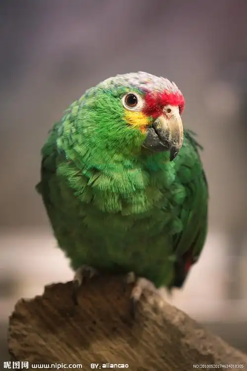 绿毛鹦鹉图片