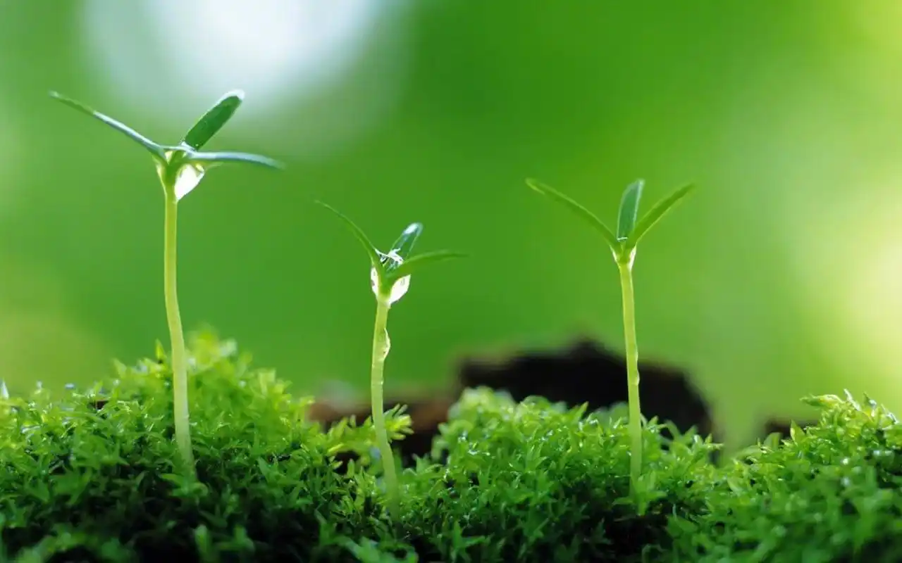 首页 桌面壁纸 植物壁纸 绿色护眼植物高清图片电脑壁纸 上一张 下一