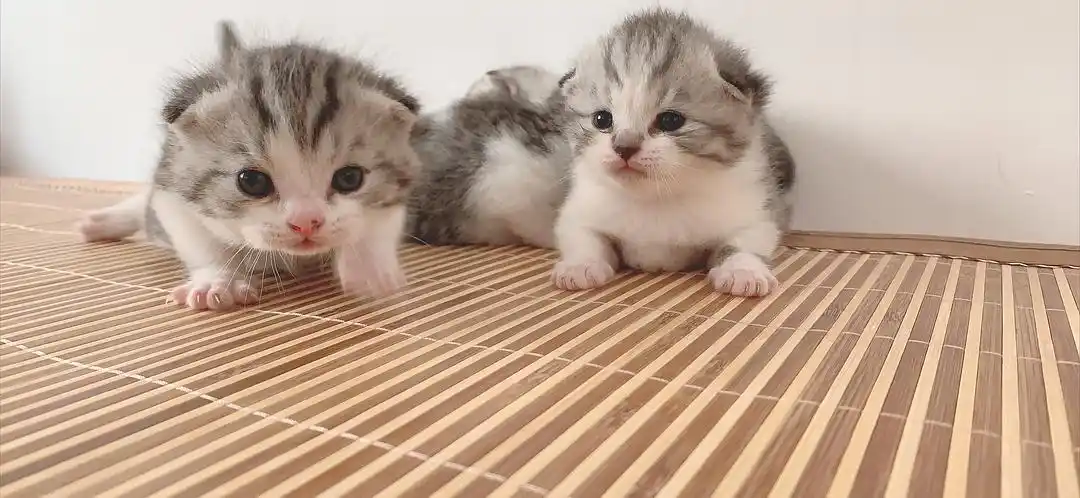 自家猫咪,5.28出生的英短宝宝,可接受预定