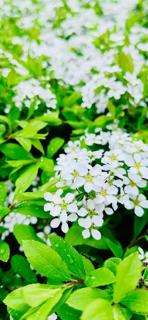 iphone12promax壁纸尺寸