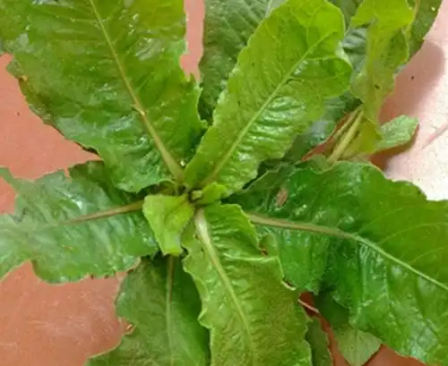 农村卖20一斤的"苦地胆",泡水喝清热解毒,现在还有人收购