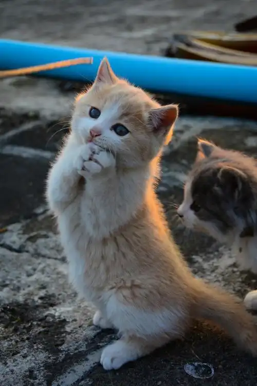 逆光下的小奶猫