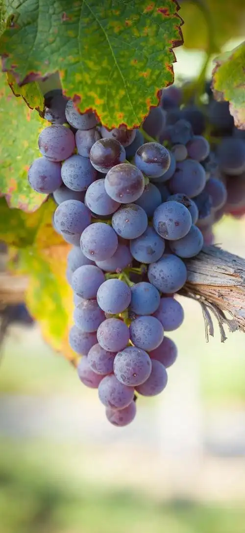 治愈的水果壁纸