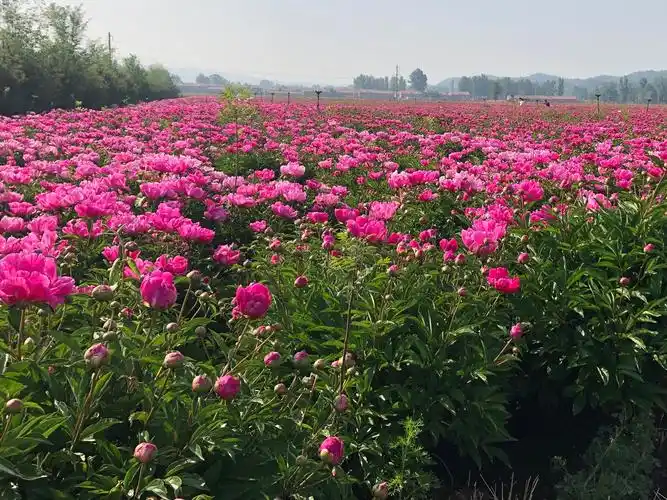三沟芍药园之旅