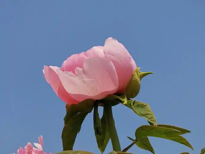 当牡丹遇上蓝天时