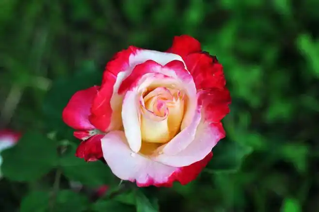 【花相册】最真实的美丽