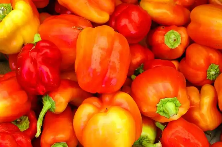 tecolote sweet peppers