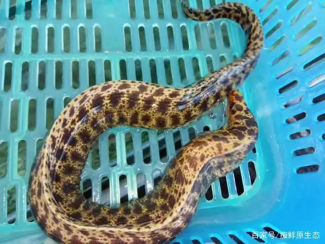 海捕石鳗鱼,金钱鳗,炖汤,红烧美味,补胶原蛋白,强身健体