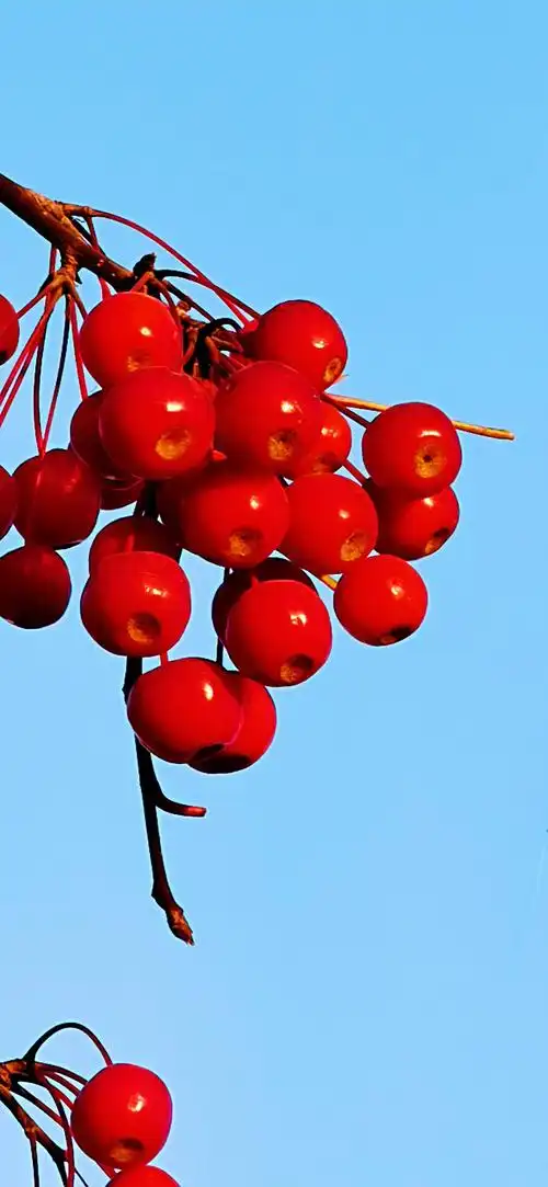 今日立冬赏海棠果!请您观赏!