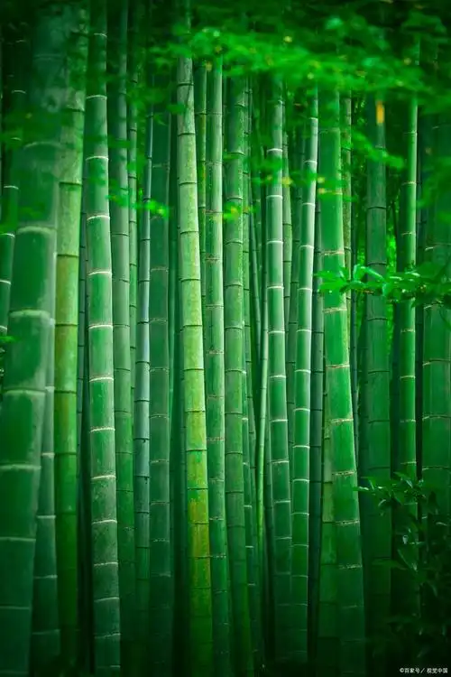散文《竹林听雨》