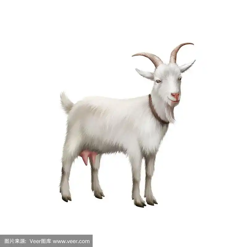 一只山羊孤立地站在白色的背景上