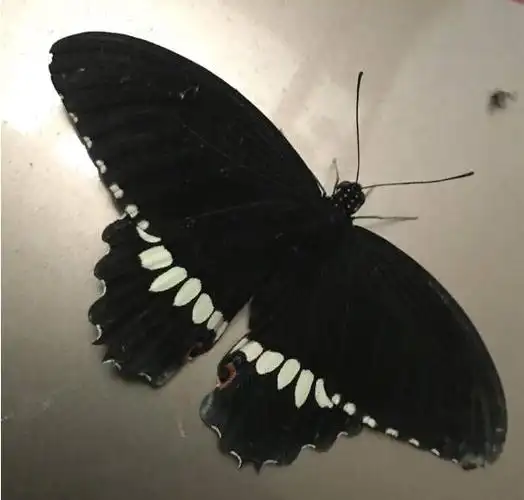 黑色凤尾蝶是几级保护动物黑色凤尾蝶有什么特点