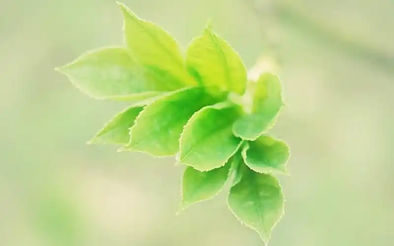 绿色壁纸之绿色唯美风景护眼