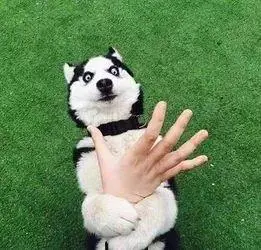 夏天搞怪哈士奇不搭理你表情包