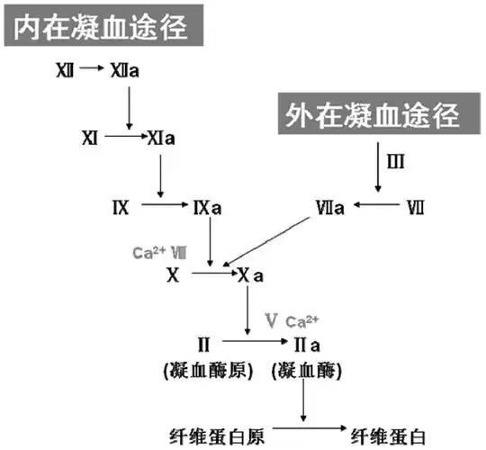 十抑制,第十因子位于凝血级联反应中内在途径和外在途径的交汇处(图1)