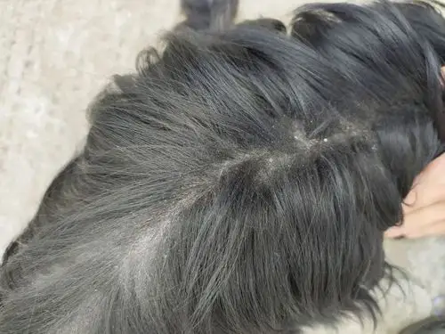 [病急乱投医][求助帖]家里狗背上长了好像藓的东西