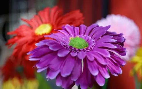 下载1680x1050 人造花,紫色 壁纸, 图片