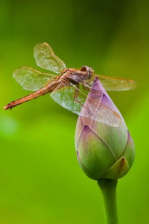 这套作品是拍摄荷花的副产品.